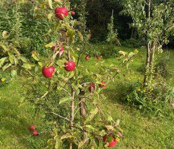 Appels in de schooltuin